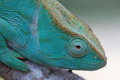 Parson's Chameleon. Madagascar.