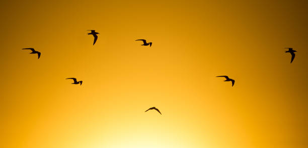 istock A flock of birds at sunset in nature 850978788