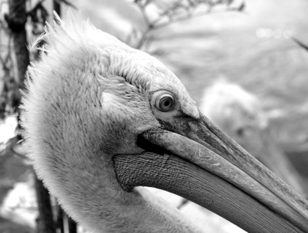 istock Dalmatian pelican in black and white 850981910