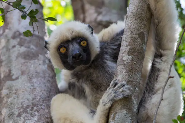 Von der Decken's sifaka (Propithecus deckenii) is a diurnal lemur endemic to Madagascar. Tsingy de Bemaraha National Park.