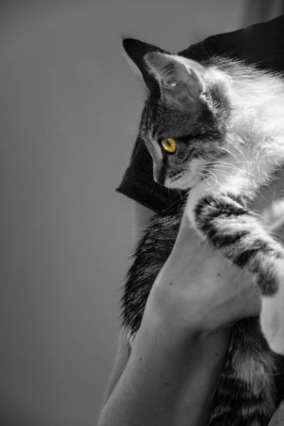 istock Woman holding a small kitten in her arms 850983666