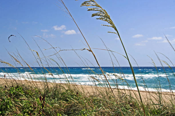 istock Atlantic Ocean West Palm Beach sea oats sea grass 850986550
