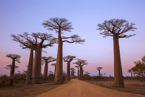 Sunset at Baobab Avenue, Madagascar.