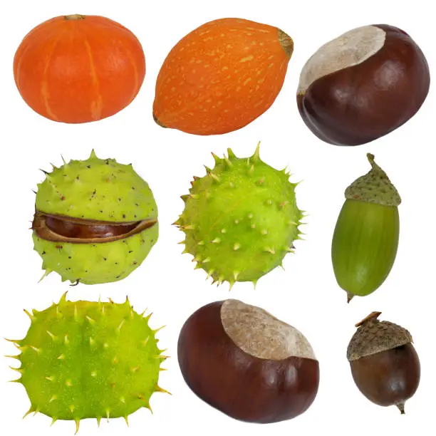 Collection of beautiful, autumn chestnuts, acorns and pumpkins, isolated on white background.