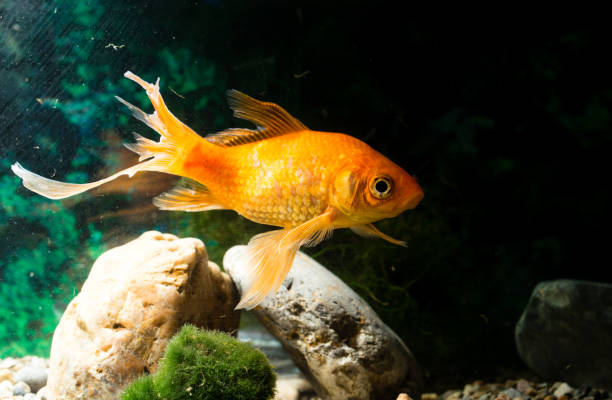 istock goldfish floating in an aquarium at home 850991650