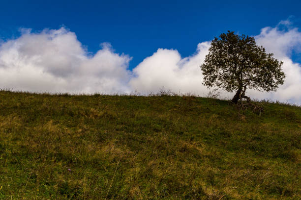 istock Lonely tree on a mountain meadow against a beautiful cloudy sky 850992254