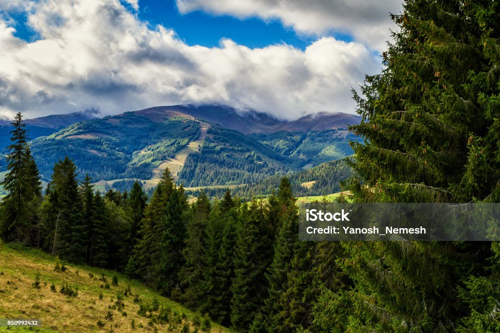 Autumn coniferous forest in the Carpathian mountains Autumn coniferous forest on the hillside in the Ukrainian Carpathians. Beautiful cloudy sky. Autumn Stock Photo