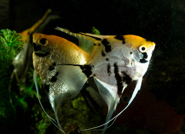 istock a fish floats in an aquarium at home 850992720