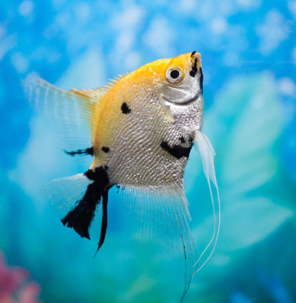 istock a fish floats in an aquarium at home 850993052