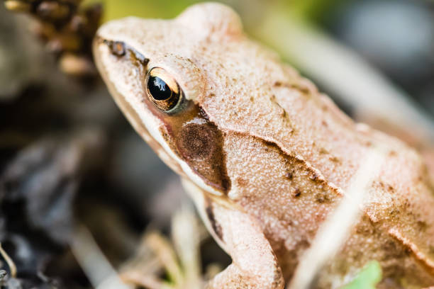 istock Small frog sitting in grass near a pond 850994498