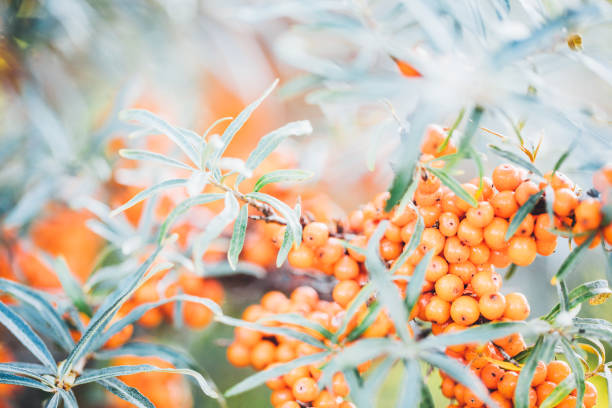 Sea buckthorn in ripe