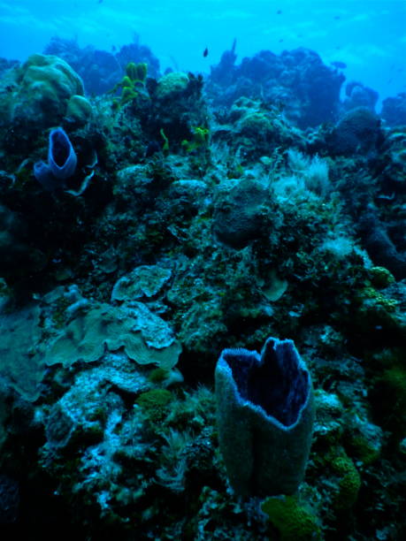 Riviera Maya, Yucatan, Mexico, 2013. Underwater garden along the Riviera Maya.