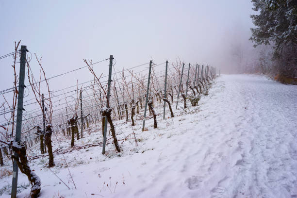istock Road in the vineyard in winter 850999670