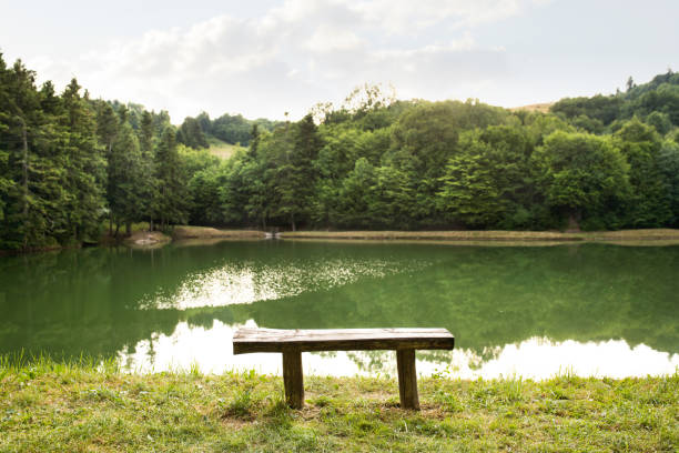 istock Beautiful lake with green lotus leafs and grass. 850999986