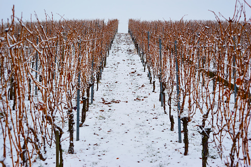 Photo of a vineyard in winter with snow and fog.