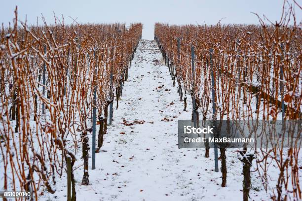 Vineyard In Winter Stock Photo - Download Image Now - Agriculture, Beauty In Nature, Cloud - Sky