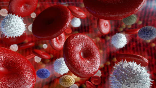 Red blood cells in artery stock photo
