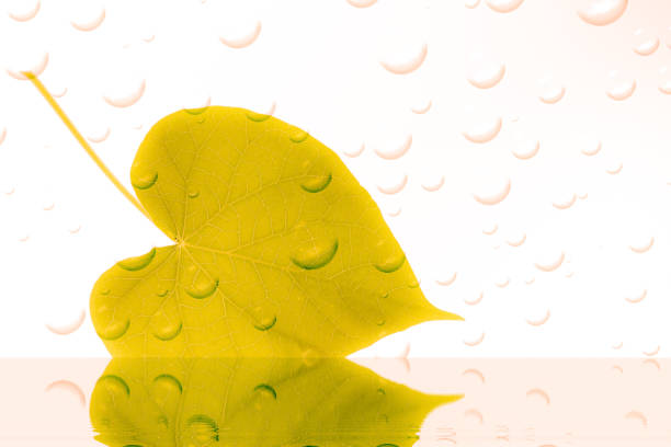 yellow leaf with drops of water