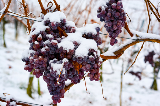 Frozen grapes in winter to make ice wine