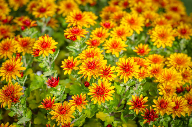 istock colorful chrysanthemum flower 851001048