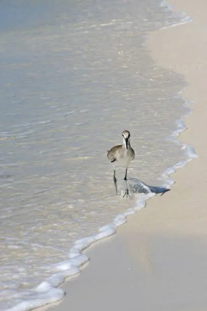 Photo of sand piper bird on beach darting waves for a meal