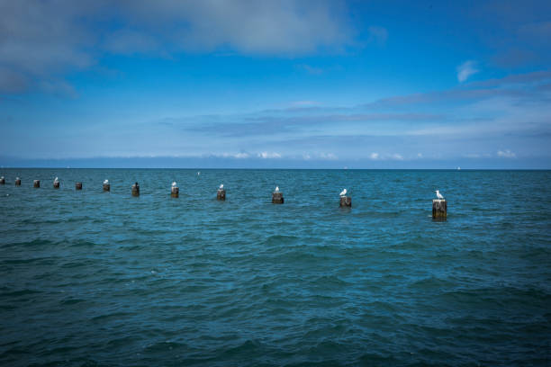 Seagulls resting on wooden posts in a lake with blue sky