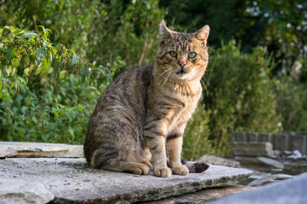 istock brown cat on concrete rock close up view in garden 851003854