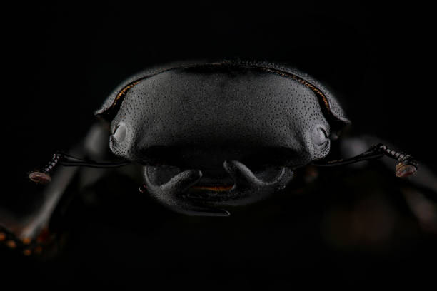 istock Male of lesser stag beetle on black. Extreme macro 851007580