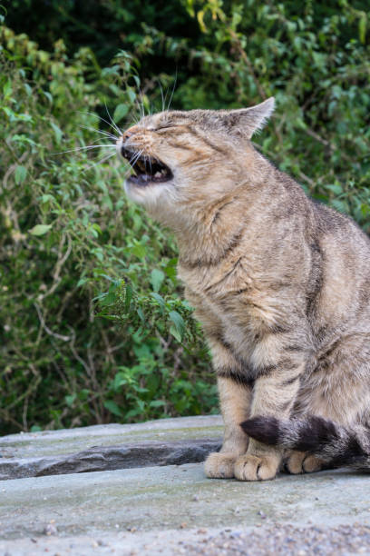 istock brown cat on concrete rock close up view in garden 851007754