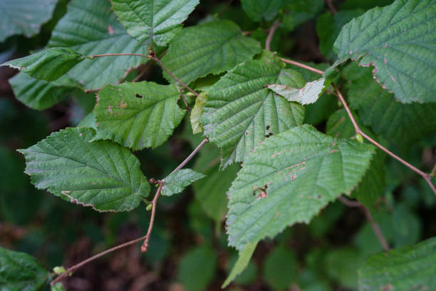 istock caprifoliaceae plant from japan leaf close up view 851011262