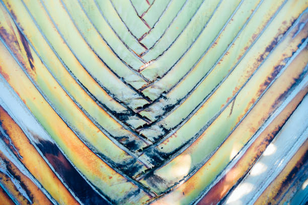 istock Close up Pattern of ornamental banana branch background. 851015090