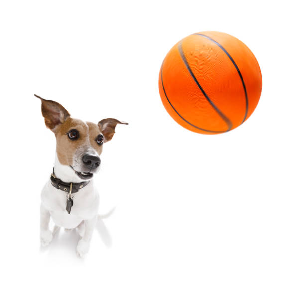 istock basketball jack russell  dog 851016416