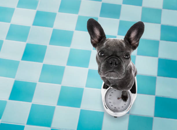 dog on scale , with overweight - animal fat imagens e fotografias de stock