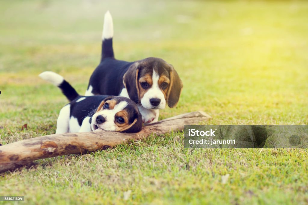 Cute Beagles Cute young Beagles playing together in garden Beagle Stock Photo