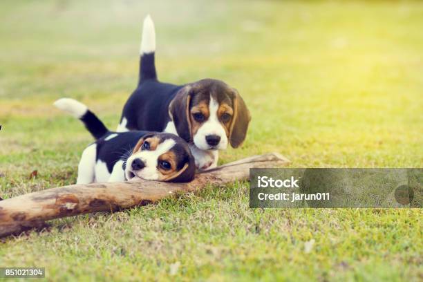 Cute Beagles Stock Photo - Download Image Now - Beagle, Puppy, Pets
