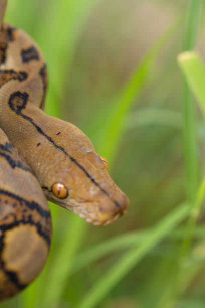 istock Boa Snake in the grass, Boa constrictor snake on tree branch 851021714