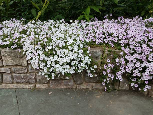 istock stone wall with purple and white flowers 851025868