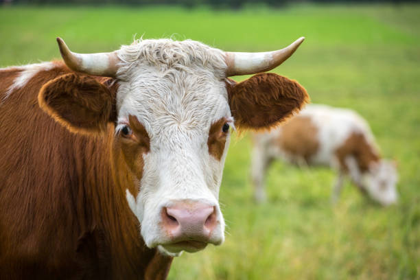 istock Cow on a meadow at sunset 851033904