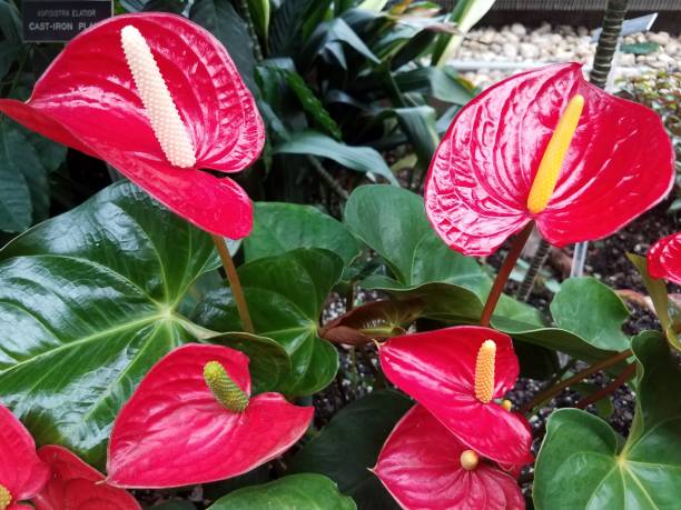 istock green and red plant with waxy leaf 851035082