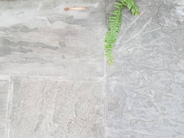 istock grey stone floor with a green fern 851035426