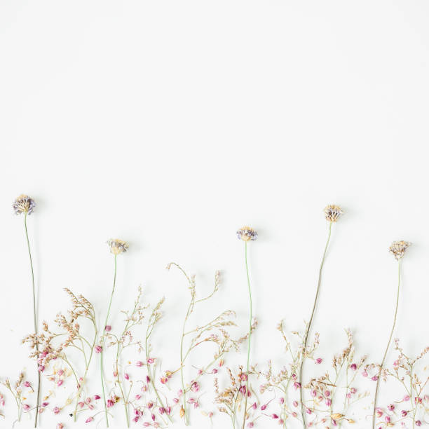istock Dry flowers on a background. Flat lay 851041480