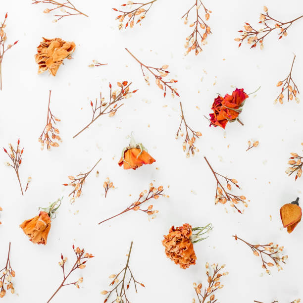 istock Dry flowers on a background. Flat lay 851041502