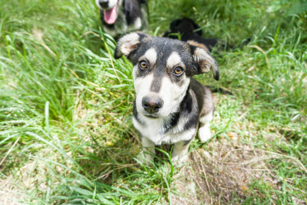 istock dog, young German shepherd cross with Husky on a green young grass 851041714
