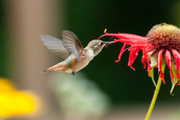 istock Hummingbird eating flowers 851045992