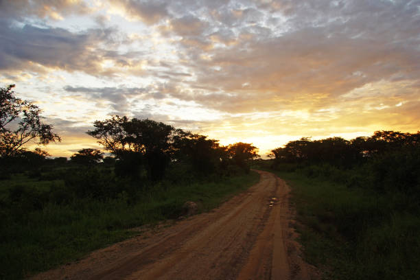 istock Late evening in the african bush 851048820