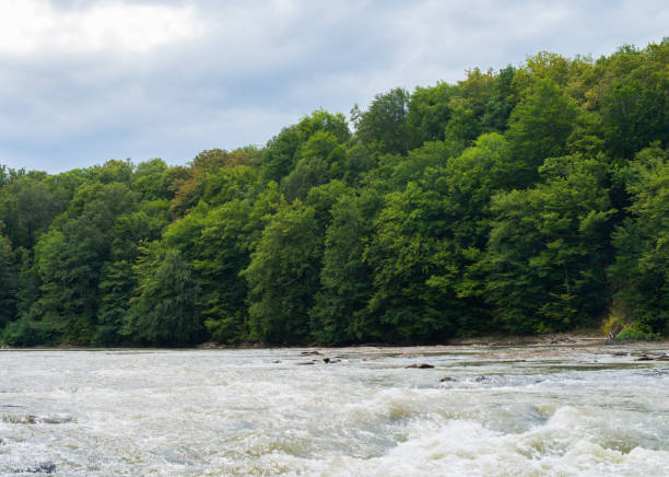 The trees on the banks of fast small river.
