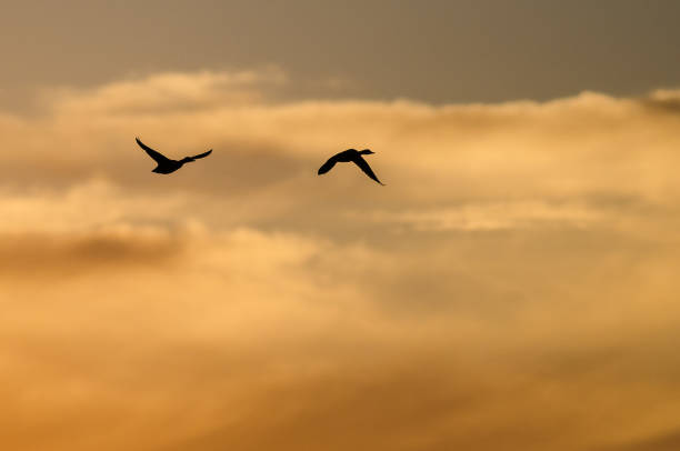 istock Two Ducks Flying in the Vibrant Sunset Sky 851053864