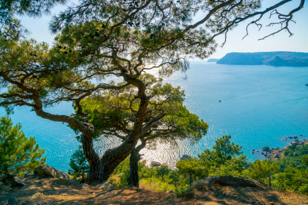istock Black Sea Bay and Pine Tree on Crimean Mountains 851056712