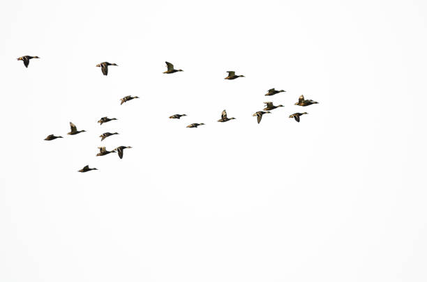 istock Flock of Mallard Ducks Flying on a White Background 851056752
