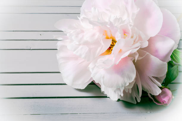 peonies flowers close-up macro on wooden background with copy space.